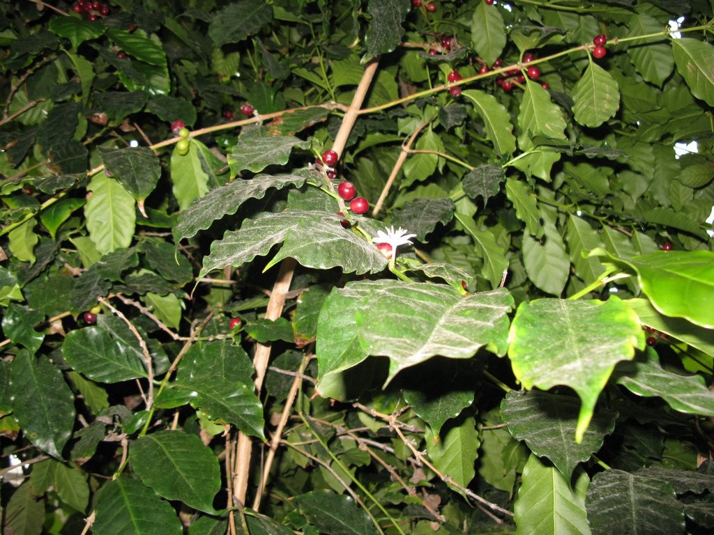 ботанический сад плоды кофе