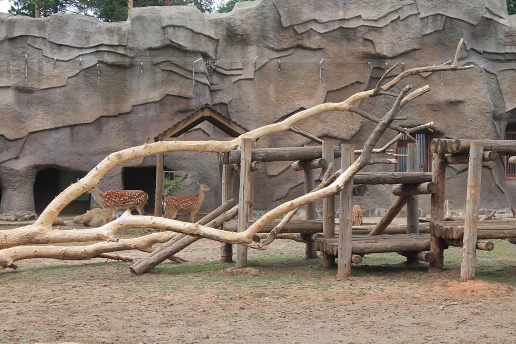 Ижевский зоопарк антилопы
