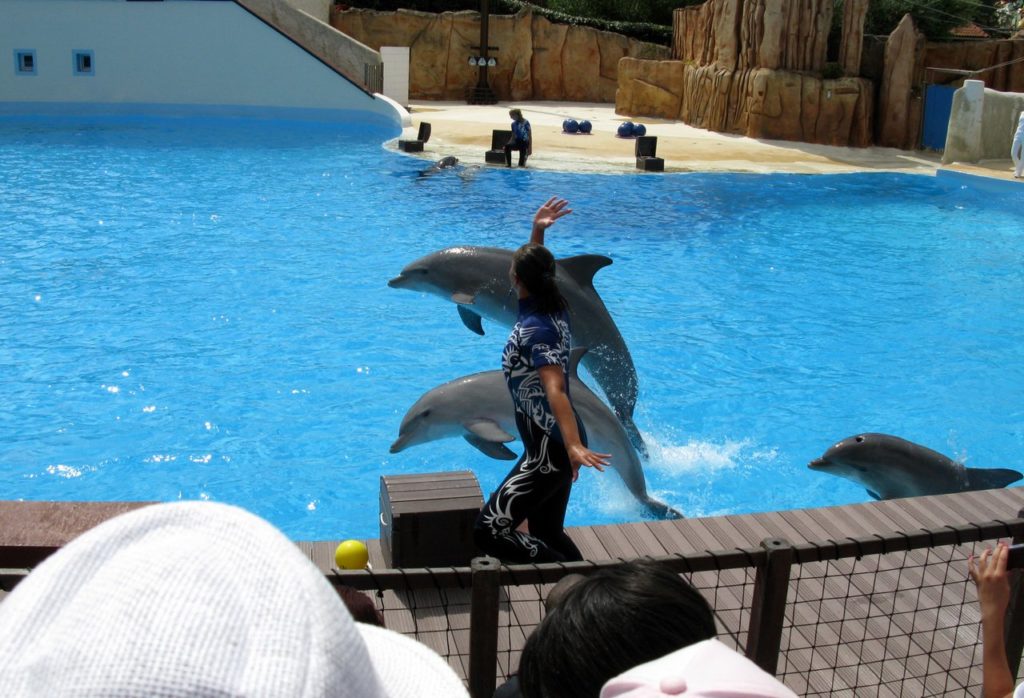 Дельфинарий парка