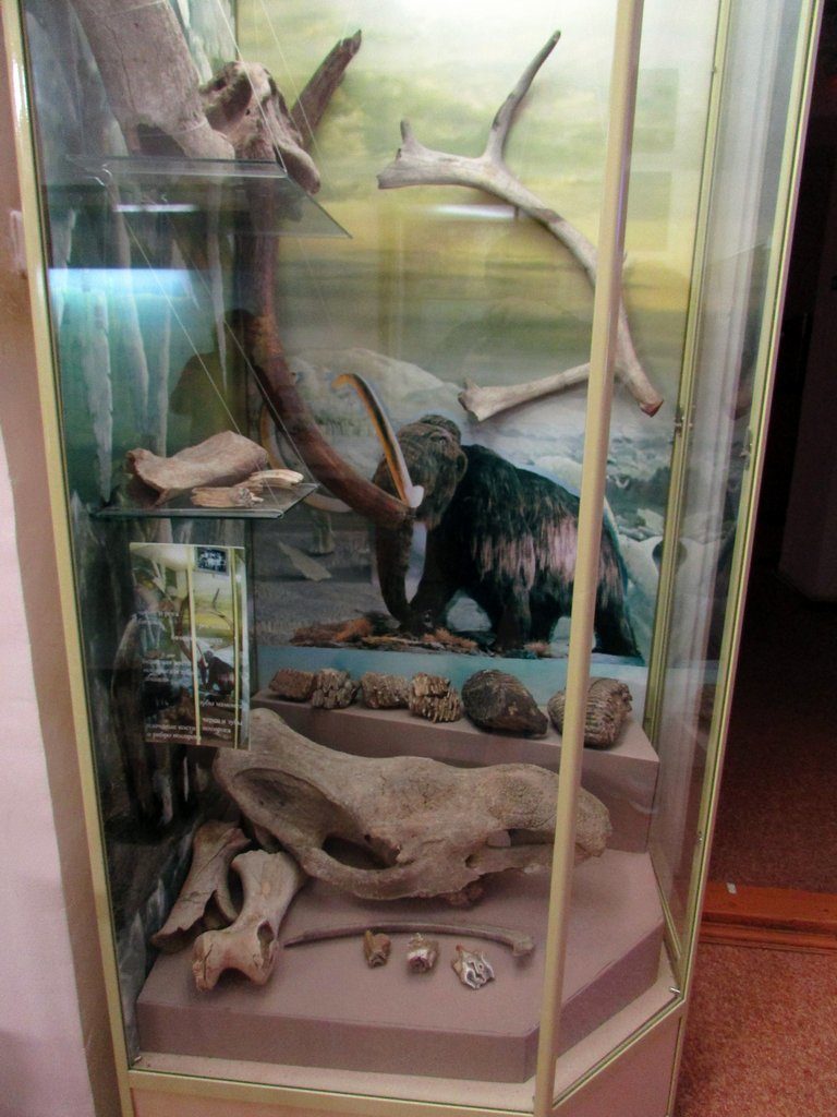 Кости древних животных