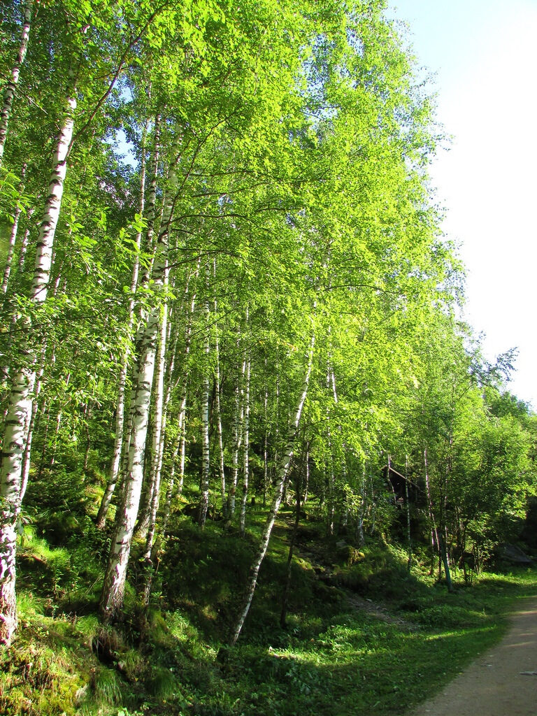 Алтайский лес вдоль всей тропы